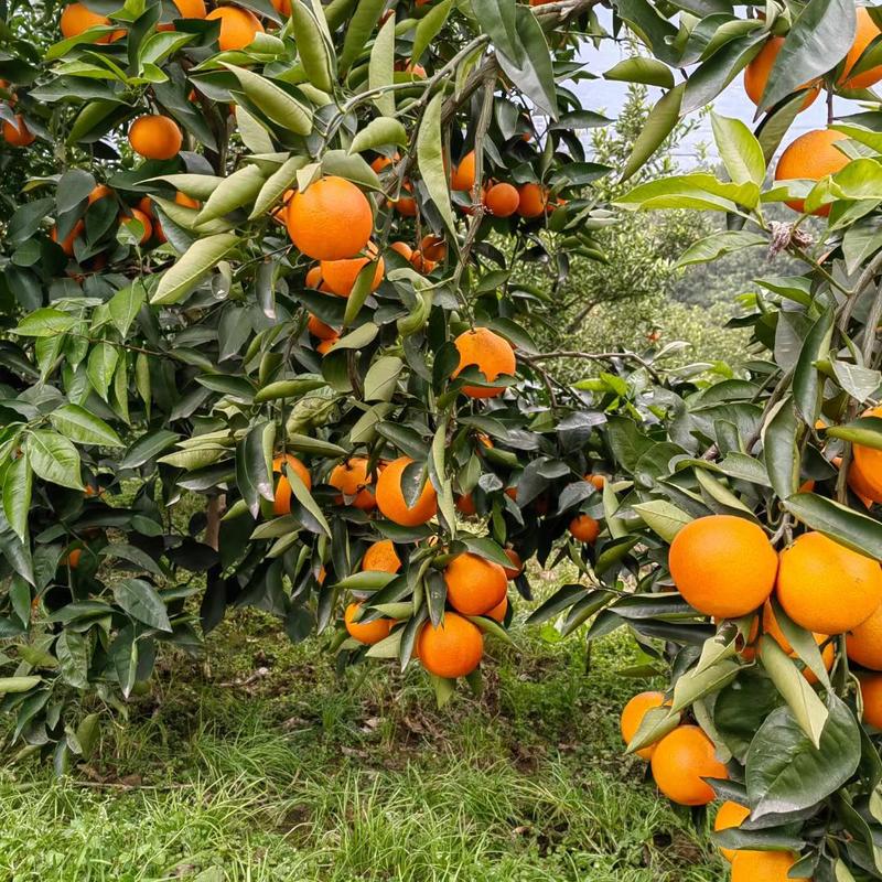 巴阳血橙，莫科铁，沃柑全面上市