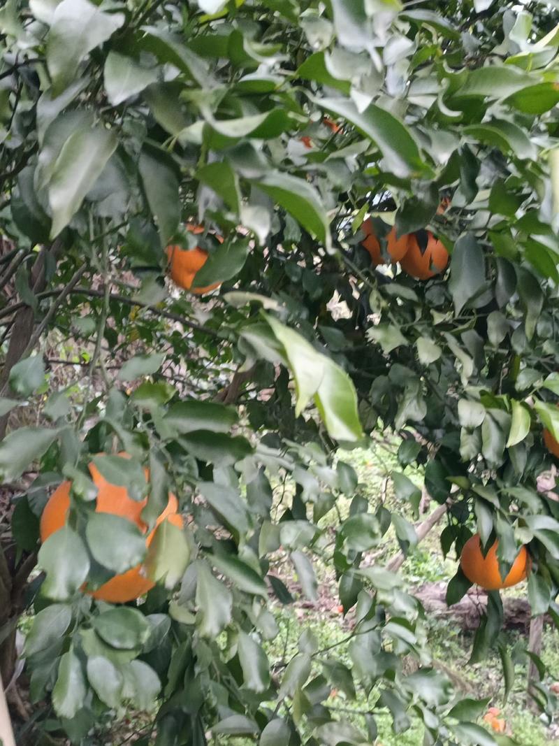 巴阳血橙，莫科铁，沃柑全面上市