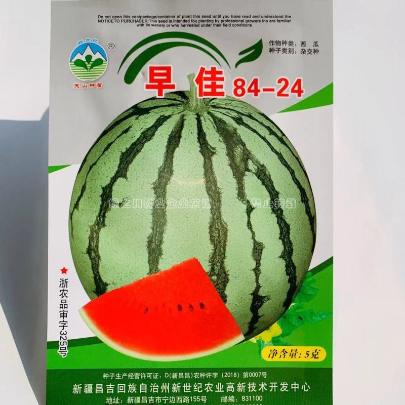 新疆早佳8424西瓜种子早熟西瓜一代杂交西瓜种籽商品性好