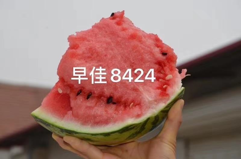 新疆早佳8424西瓜种子早熟西瓜一代杂交西瓜种籽商品性好