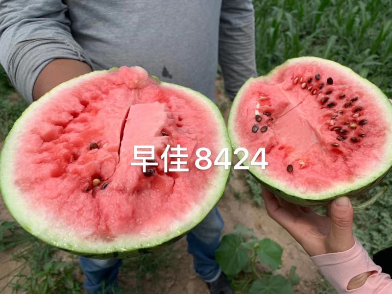 新疆早佳8424西瓜种子早熟西瓜一代杂交西瓜种籽商品性好