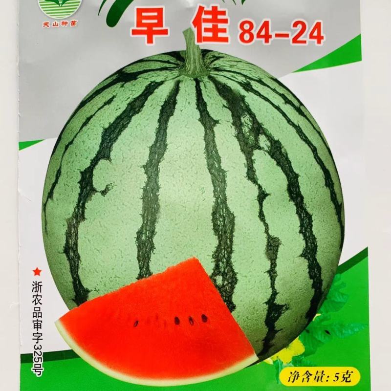 新疆早佳8424西瓜种子早熟西瓜一代杂交西瓜种籽商品性好
