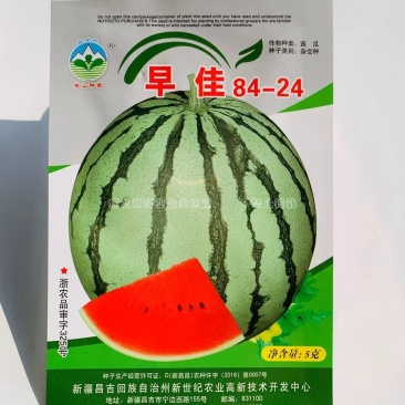 新疆早佳8424西瓜种子早熟西瓜一代杂交西瓜种籽商品性好