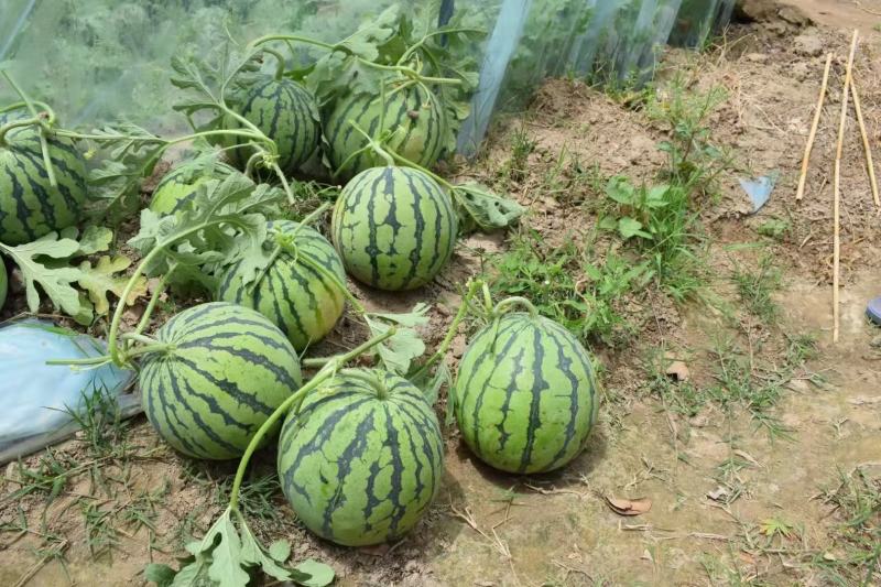 卡其冰糖麒麟王子早熟西瓜种子甜脆多汁不空心耐高温高湿