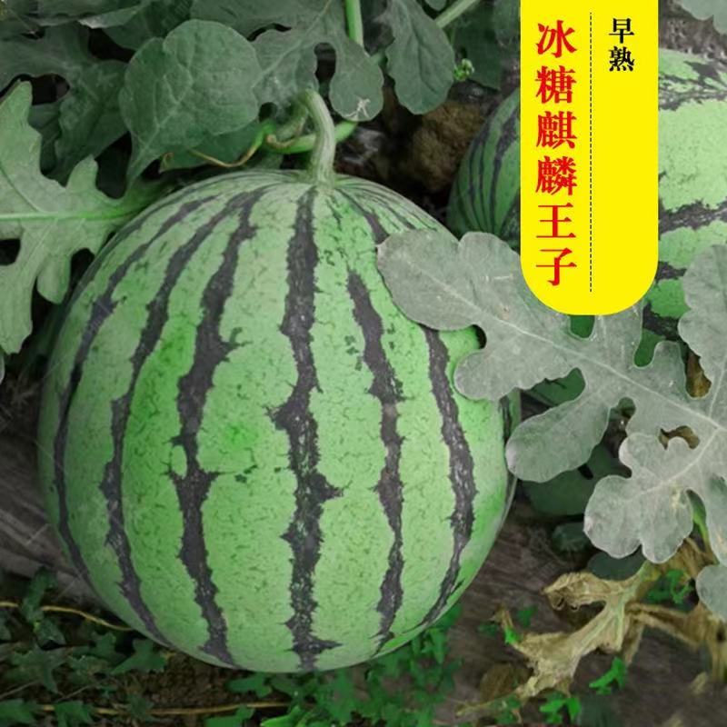 卡其冰糖麒麟王子早熟西瓜种子甜脆多汁不空心耐高温高湿