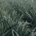 精品韭菜~韭宝二号种子冬棚里好品种