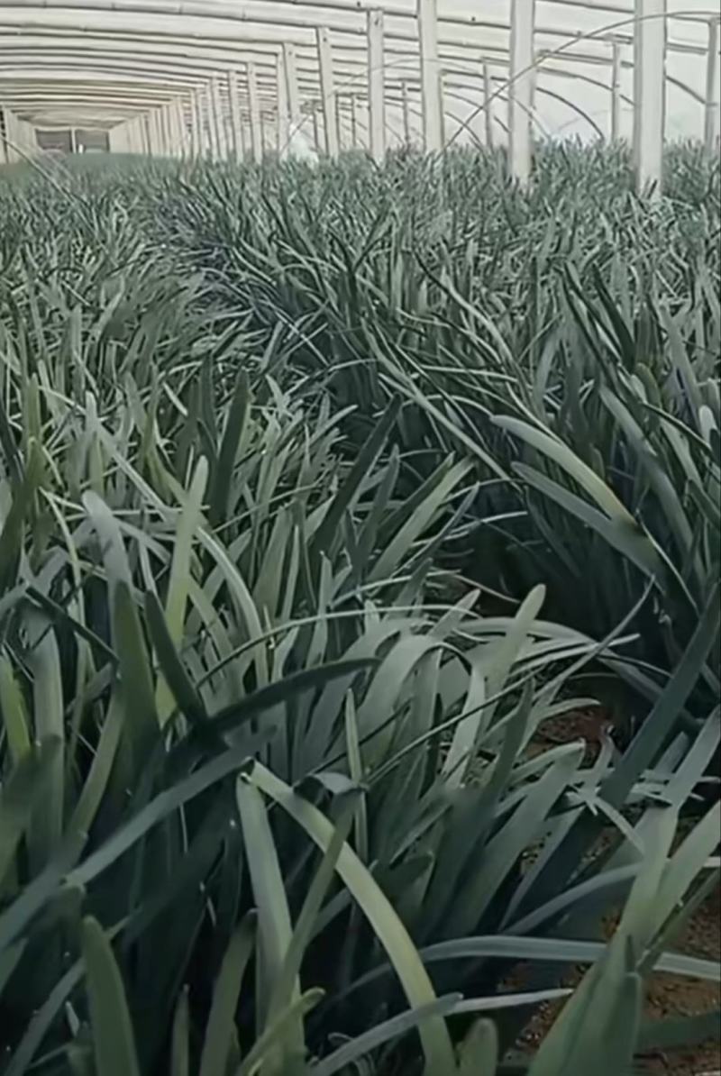 精品韭菜~韭宝二号种子冬棚里好品种