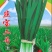 精品韭菜~韭宝二号种子冬棚里好品种
