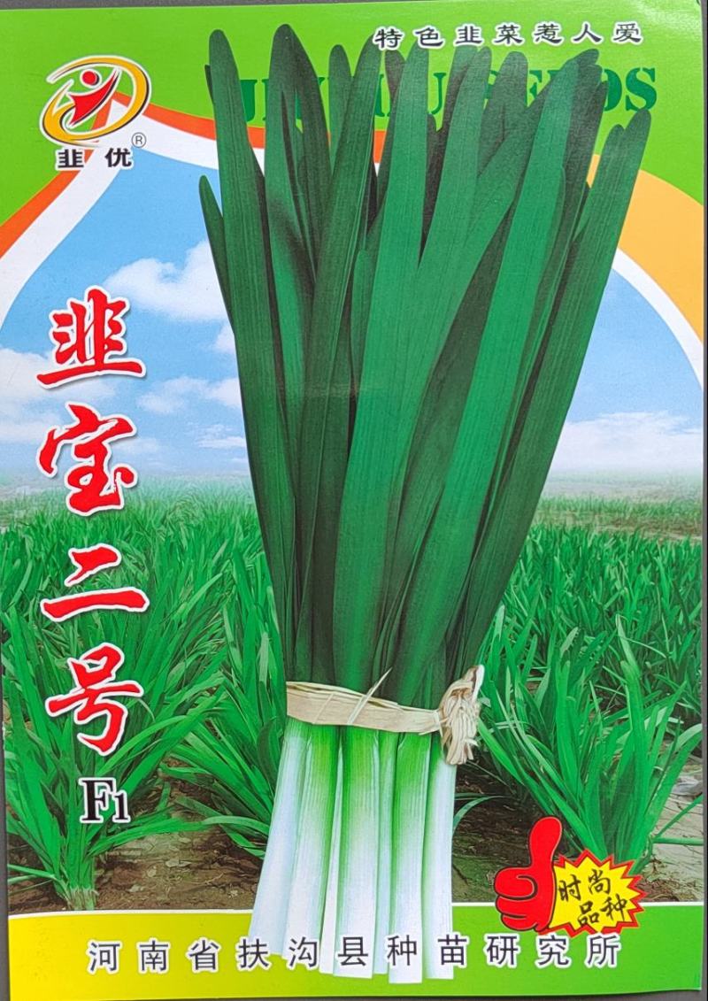 精品韭菜~韭宝二号种子冬棚里好品种