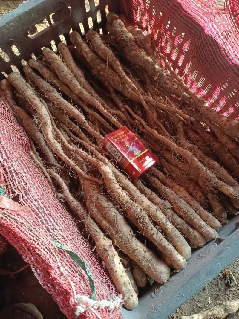 铁棍山药原种豆苗棵棵过手棵棵精选