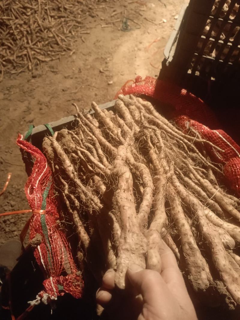 铁棍山药原种豆苗棵棵过手棵棵精选