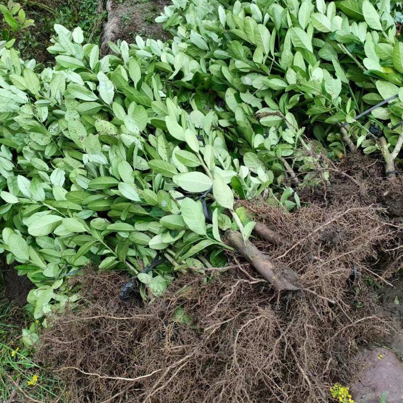 广东香水柠檬苗