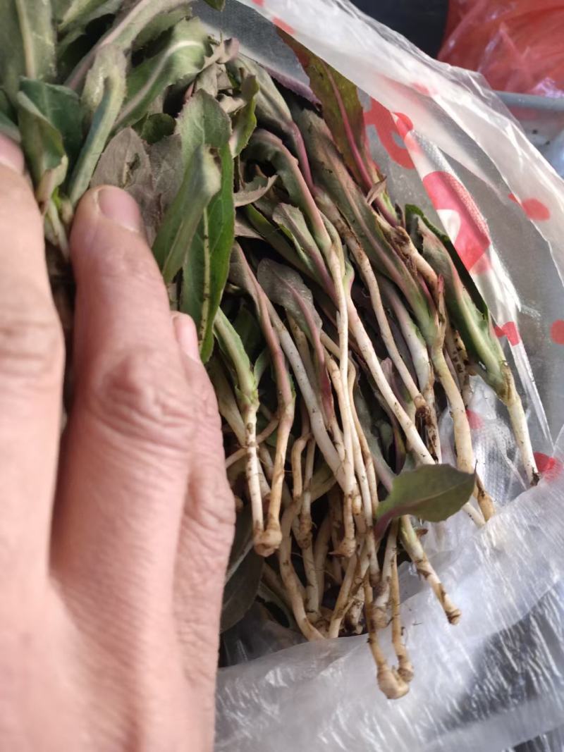 各种野生鲜菜