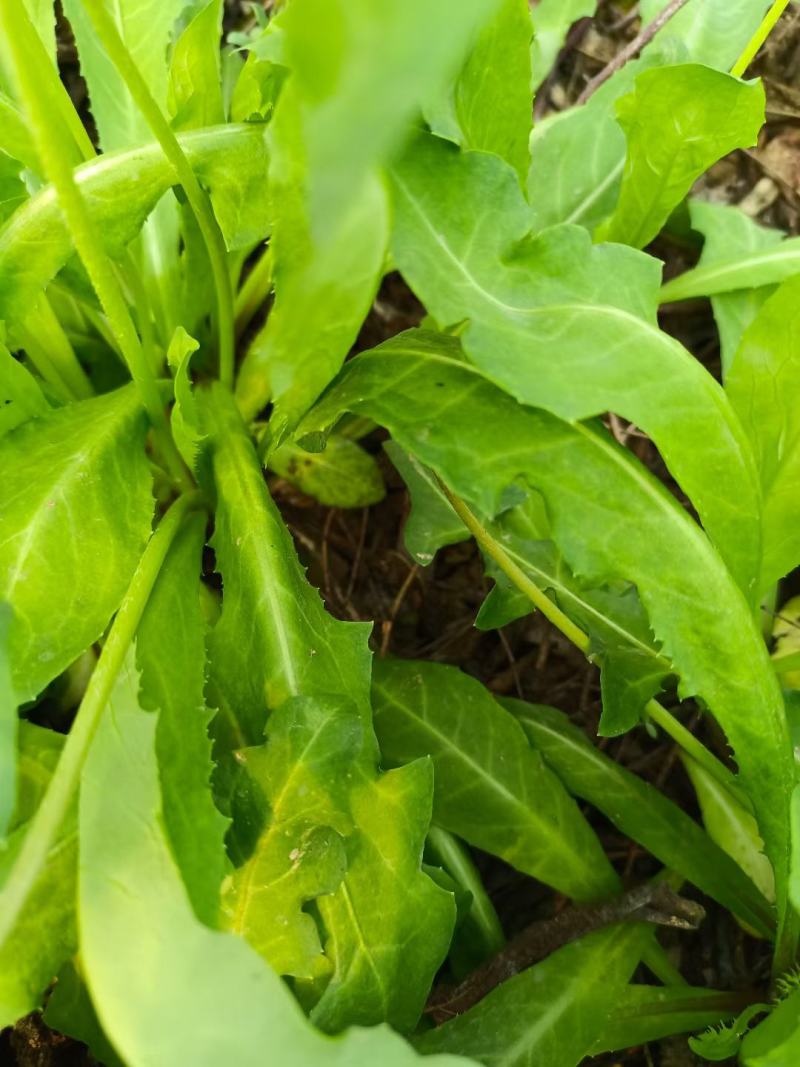 各种野生鲜菜