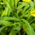 各种野生鲜菜