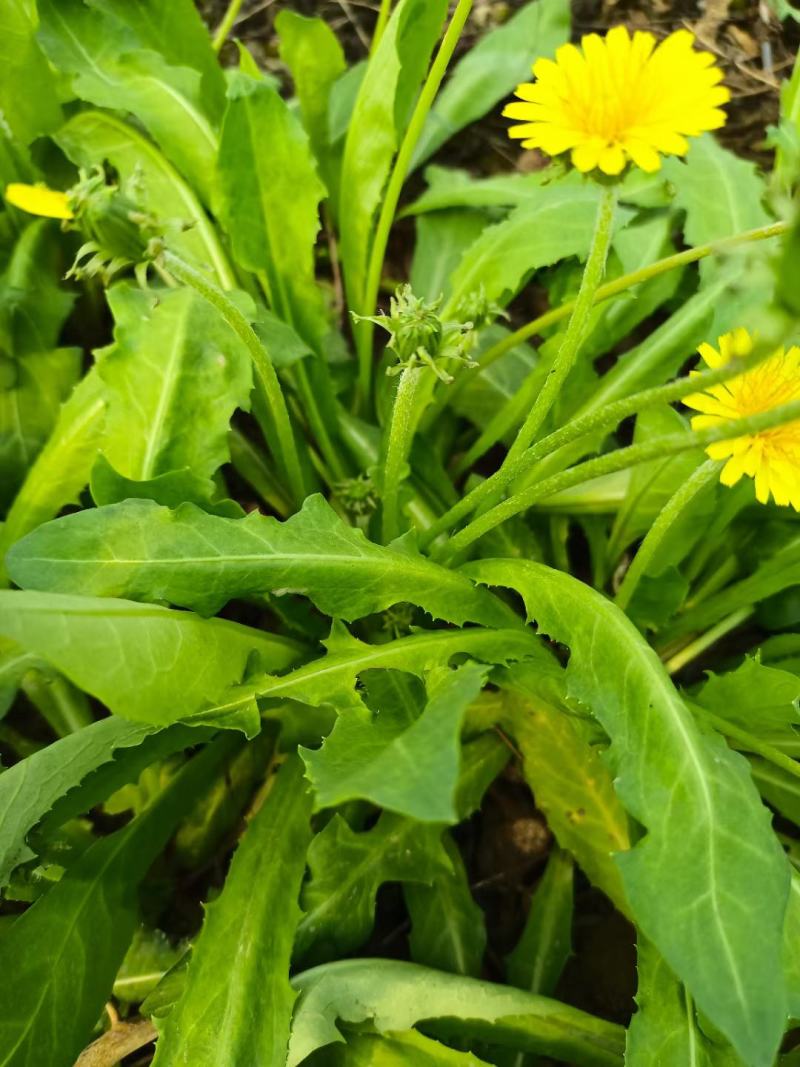 各种野生鲜菜