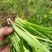 各种野生鲜菜