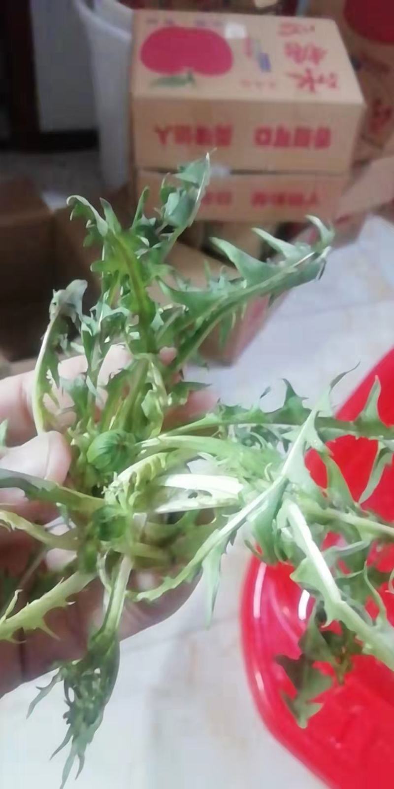 各种野生鲜菜