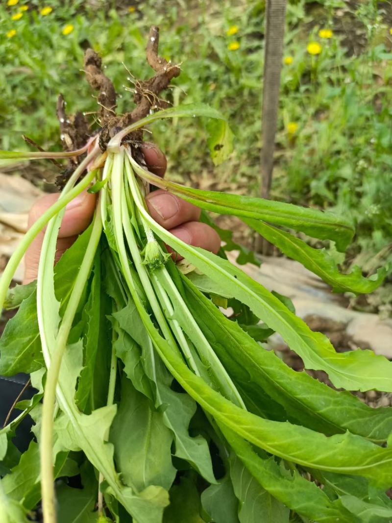 各种野生鲜菜