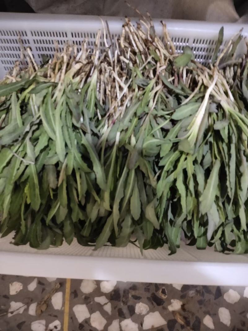 各种野生鲜菜