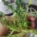 各种野生鲜菜