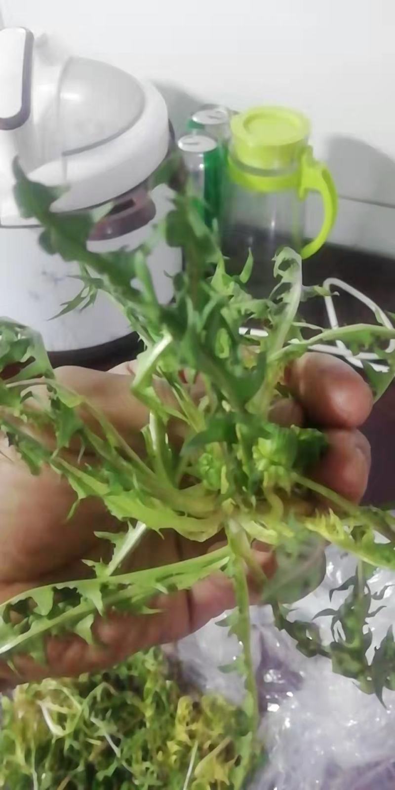 各种野生鲜菜