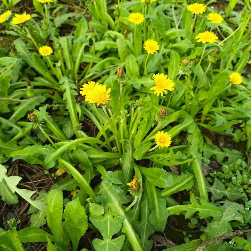 各种野生鲜菜