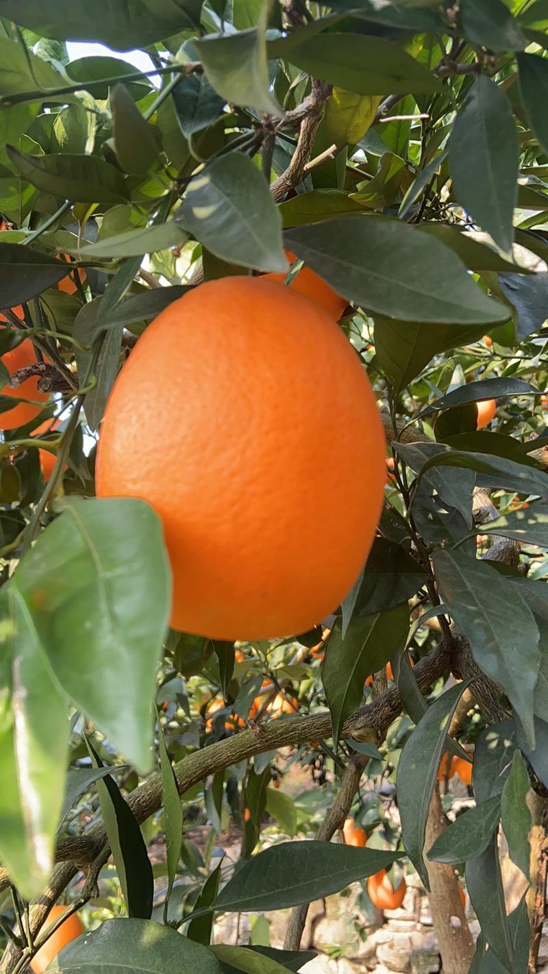 【精选】奉节脐橙—纽荷尔系列大量供应一手货源品质保