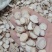 【白芍】新货无硫自产自销大货供应量大优惠规格齐全。