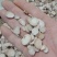 【白芍】新货无硫自产自销大货供应量大优惠规格齐全。