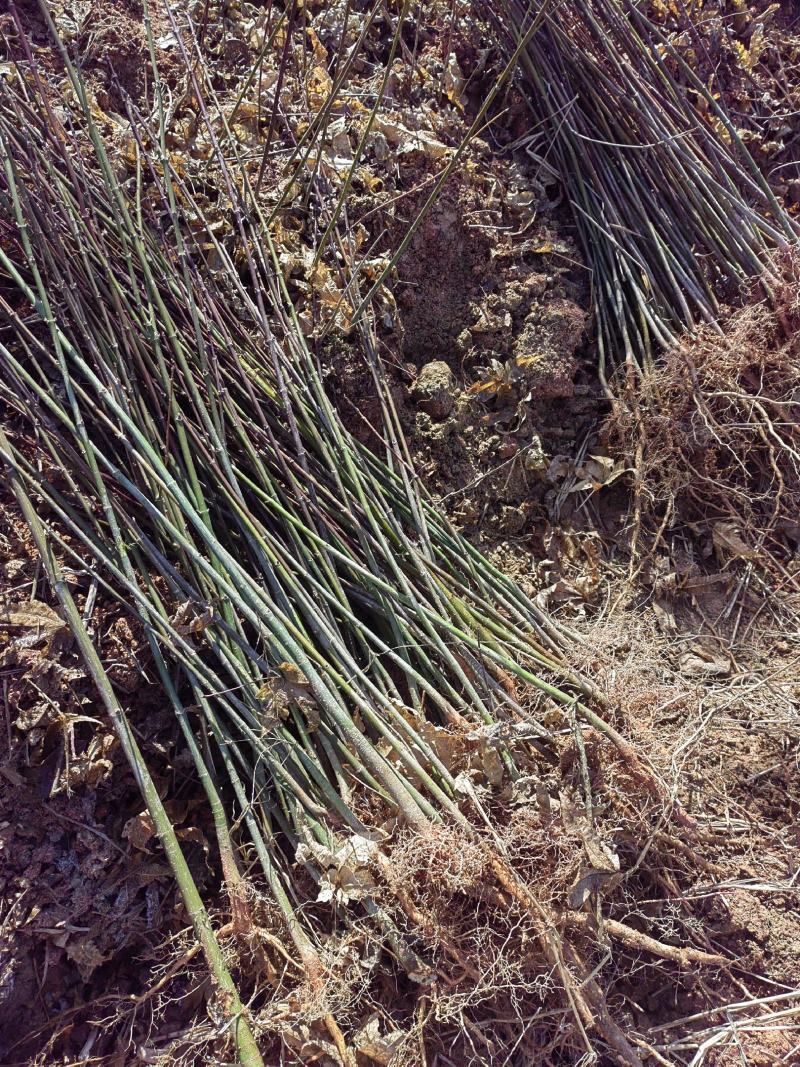 地径0.6青枫小苗出售，根系好，品质高，价格优，批发走量
