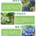 薄雾蓝莓苗优瑞卡奥尼尔绿宝石L25带花苞原土发货