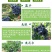 薄雾蓝莓苗优瑞卡奥尼尔绿宝石L25带花苞原土发货