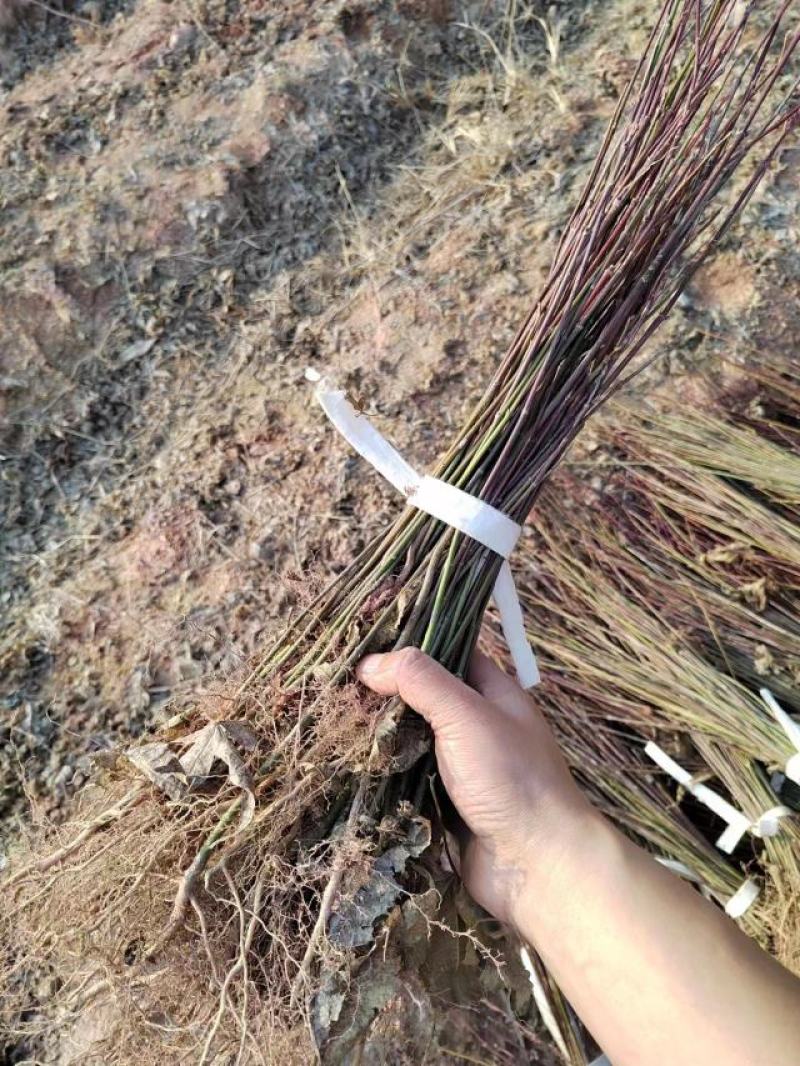 青枫落脚苗大量供应，嫁接各种占木
