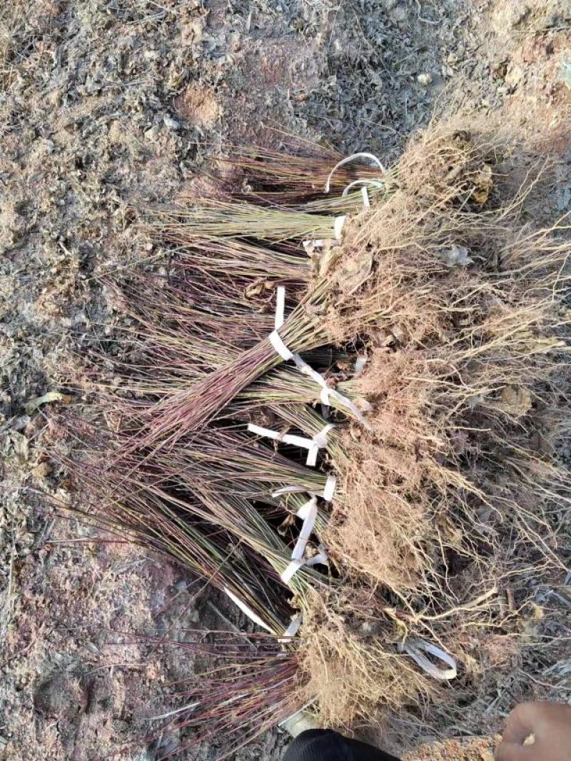 青枫落脚苗大量供应，嫁接各种占木