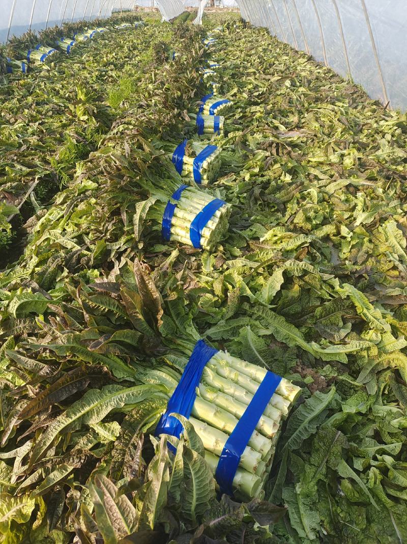 精品红尖叶莴苣大棚货质量好货源充足产地一手货源
