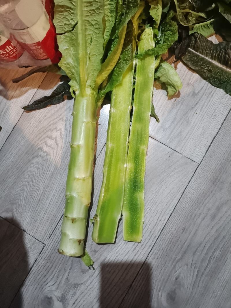 精品红尖叶莴苣大棚货质量好货源充足产地一手货源