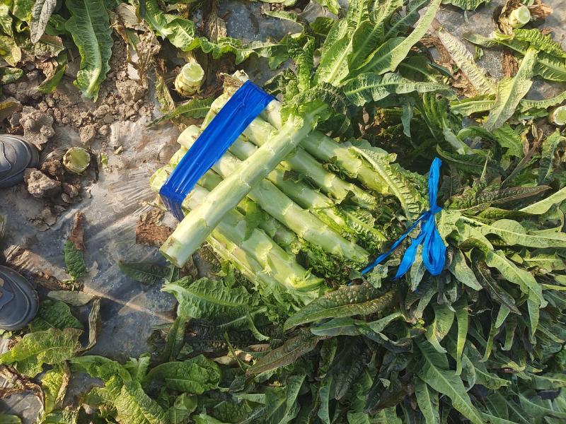 精品红尖叶莴苣大棚货质量好货源充足产地一手货源