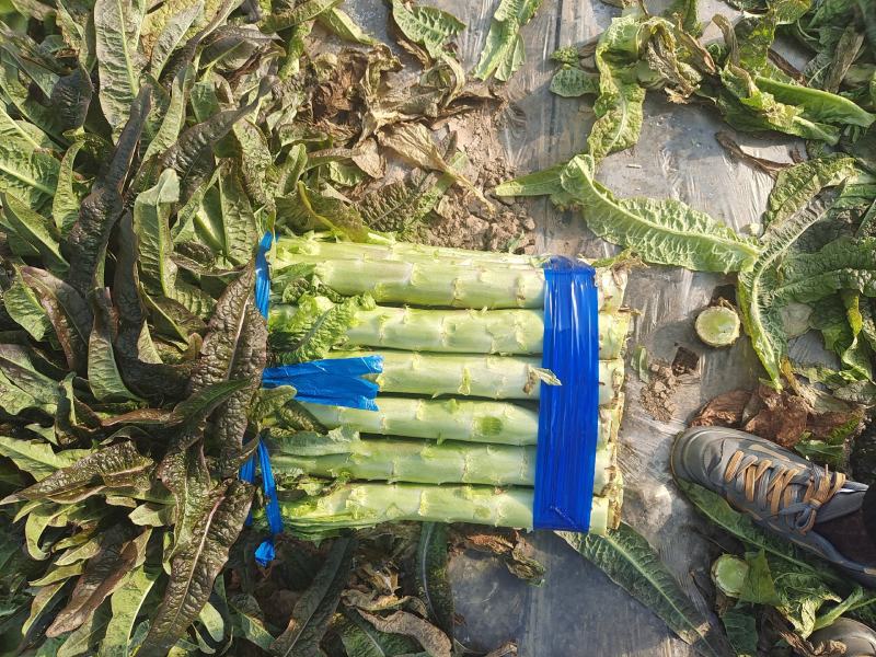 精品红尖叶莴苣大棚货质量好货源充足产地一手货源