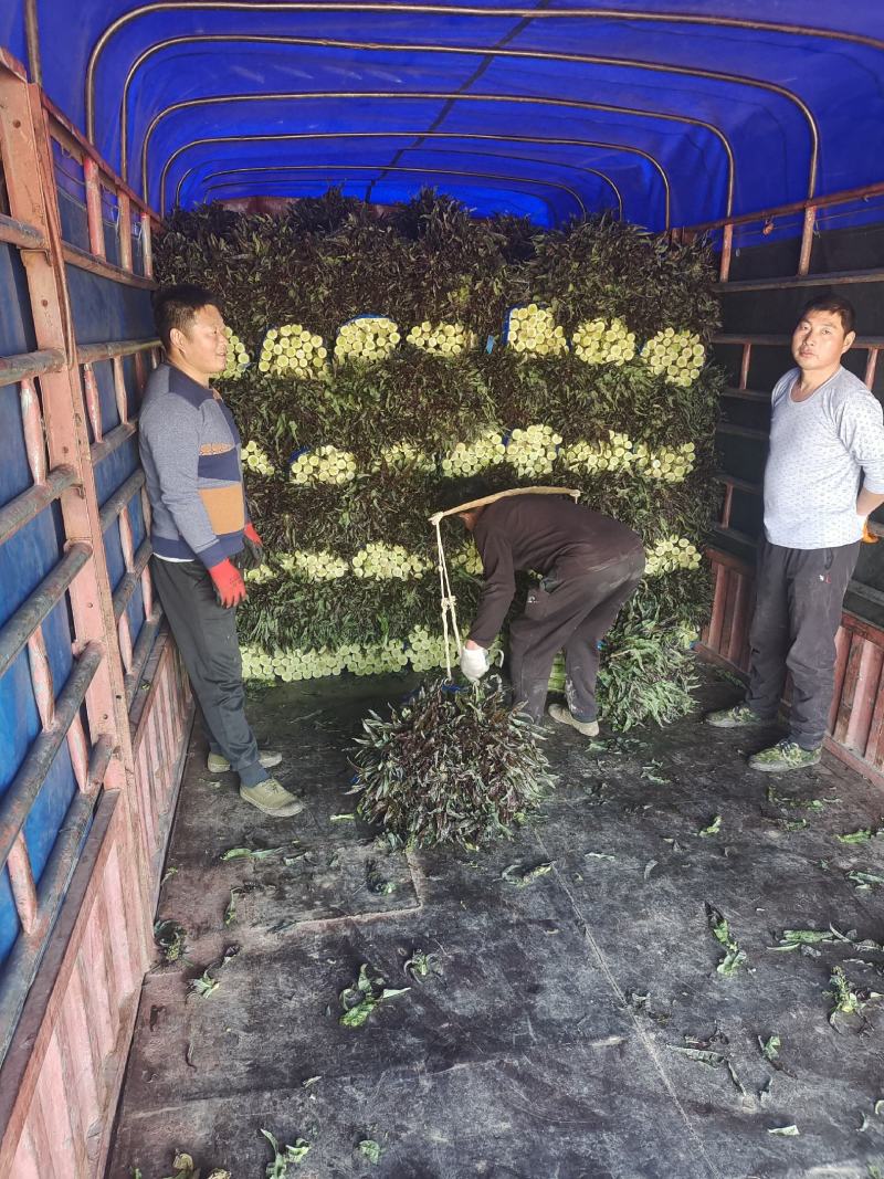 精品红尖叶莴苣大棚货质量好货源充足产地一手货源