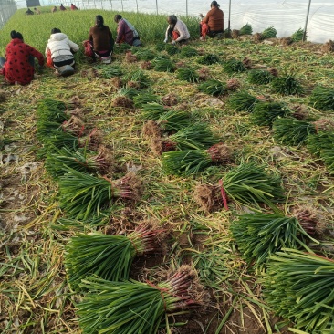 【推荐】红根蒜苗大量上市产地代发全国