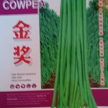 豇豆新品种油亮条长肉厚无鼓籽双荚翻花多产量高