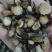 【东北家种赤芍】赤芍4一14的菊花芯黑皮，大货供应。