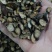 【东北家种赤芍】赤芍4一14的菊花芯黑皮，大货供应。