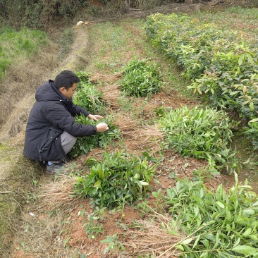 木荷小苗，防火林树，江西木荷造林苗，一级苗，自产自销