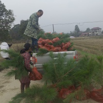 湿地松大杯苗，矿山复绿，湿地松小苗，两年湿地松