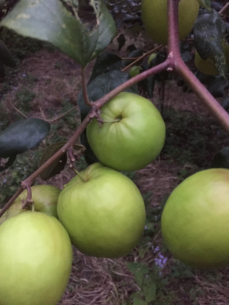 生鲜水果