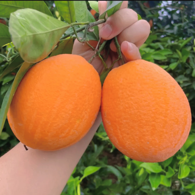 脐橙：纽荷儿：奉节脐橙：长虹：二级果：次果