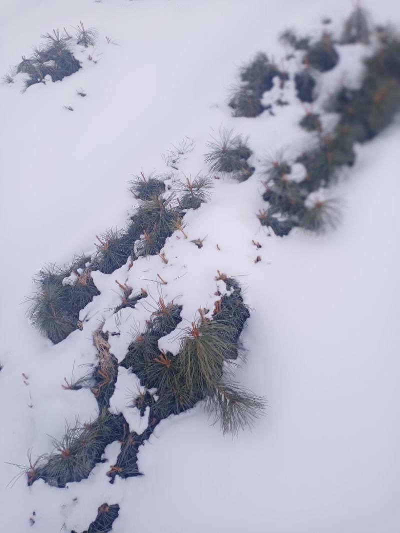 红松苗，果松苗