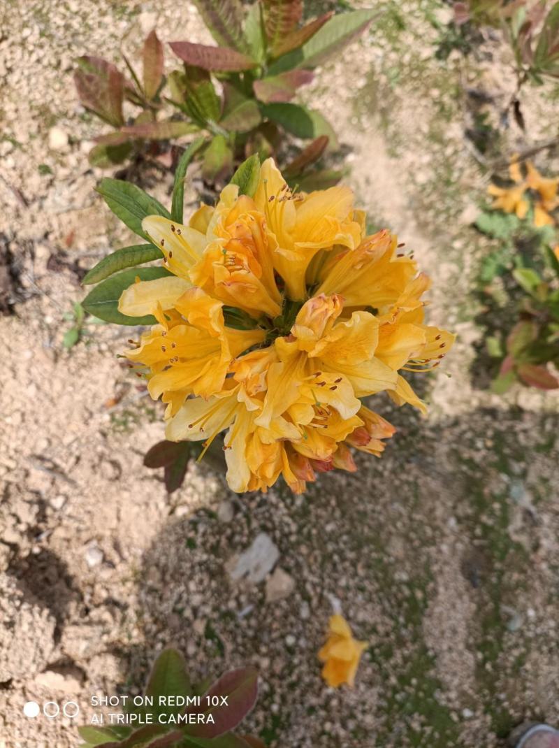 映山红绿化苗